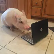 памагиде дабит200